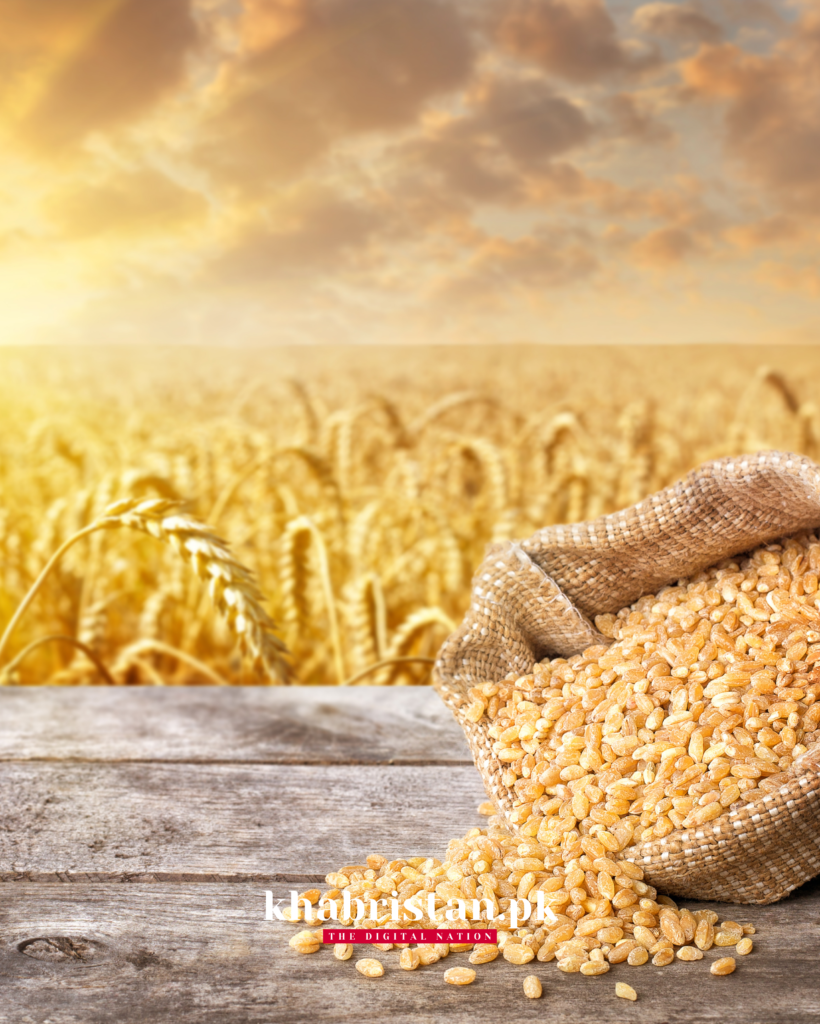 Sindh government wheat worth crores of rupees is missing once again.